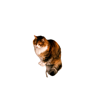 A Calico Cat Sits On A Rustic Stone Pavement With A Textured Wall Background. 18154 - Cat PNG image with transparent background